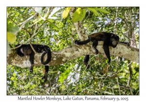 Mantled Howler Monkeys