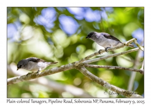 Plain-colored Tanagers