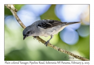 Plain-colored Tanager
