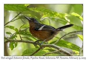Dot-winged Antwren female