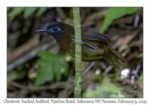 Chestnut-backed Antbird