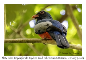 Slaty-tailed Trogon female