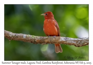 Summer Tanager male