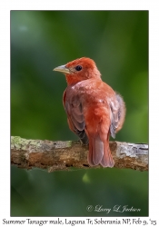 Summer Tanager male