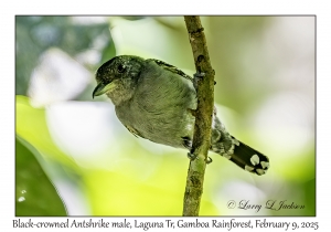 Black-crowned Antshrike