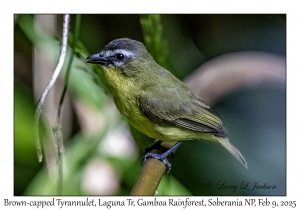 Brown-capped Tyrannulet