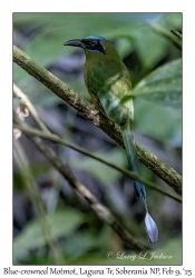 Blue-crowned Motmot