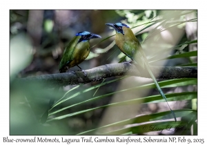 Blue-crowned Motmots