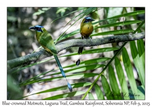 Blue-crowned Motmots