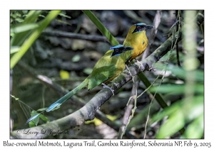 Blue-crowned Motmots