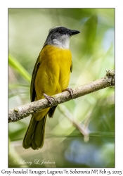 Gray-headed Tanager