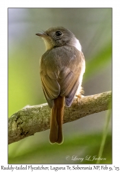 Ruddy-tailed Flycatcher
