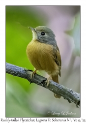 Ruddy-tailed Flycatcher