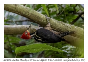 Crimson-crested Woodpecker male
