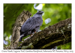 Crane Hawk
