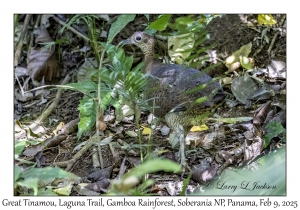 Great Tinamou