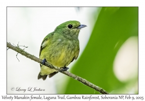Velvety Manakin female