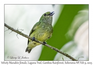 Velvety Manakin female