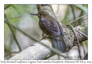 Scaly-throated Leaftosser