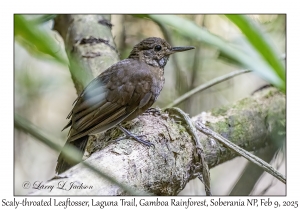 Scaly-throated Leaftosser