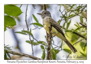 Panama Flycatcher