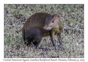 Central American Agouti