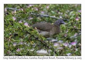 Gray-headed Chachalaca