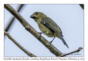 Variable Seedeater female