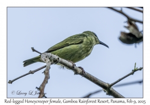 Red-legged Honeycreeper female