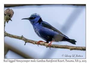 Red-legged Honeycreeper male