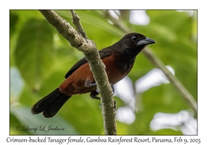 Crimson-backed Tanager female