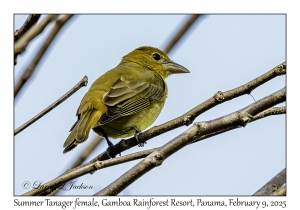 Summer Tanager female