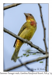 Summer Tanager male