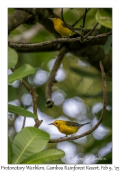Protonotary Warbler males