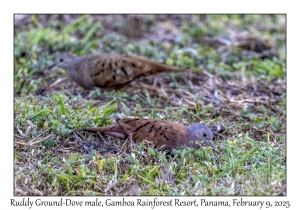 Ruddy Ground-Dove males