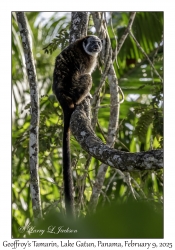 Geoffroy's Tamarin