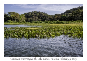 Common Water Hyacinth