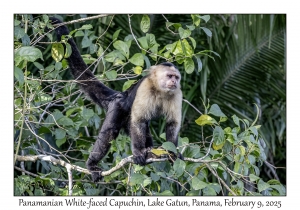 Panamanian White-faced Capuchin