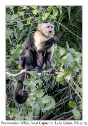 Panamanian White-faced Capuchin