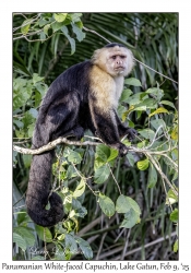 Panamanian White-faced Capuchin