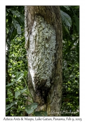 Azteca Ants & Wasps
