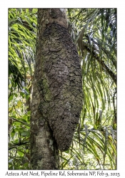 Azteca Ant Nest