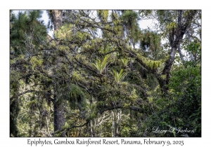Epiphytes