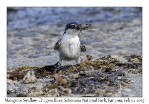 Mangrove Swallow