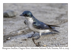 Mangrove Swallow