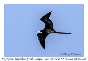 Magnificent Frigatebird female