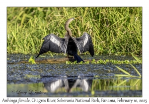 Anhinga female