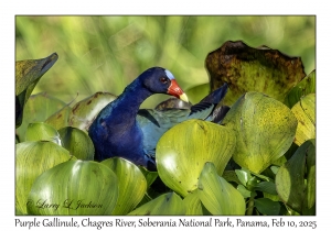 Purple Gallinule