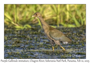 Purple Gallinule immature
