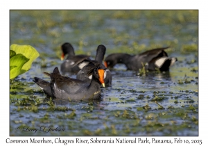 Common Moorhen